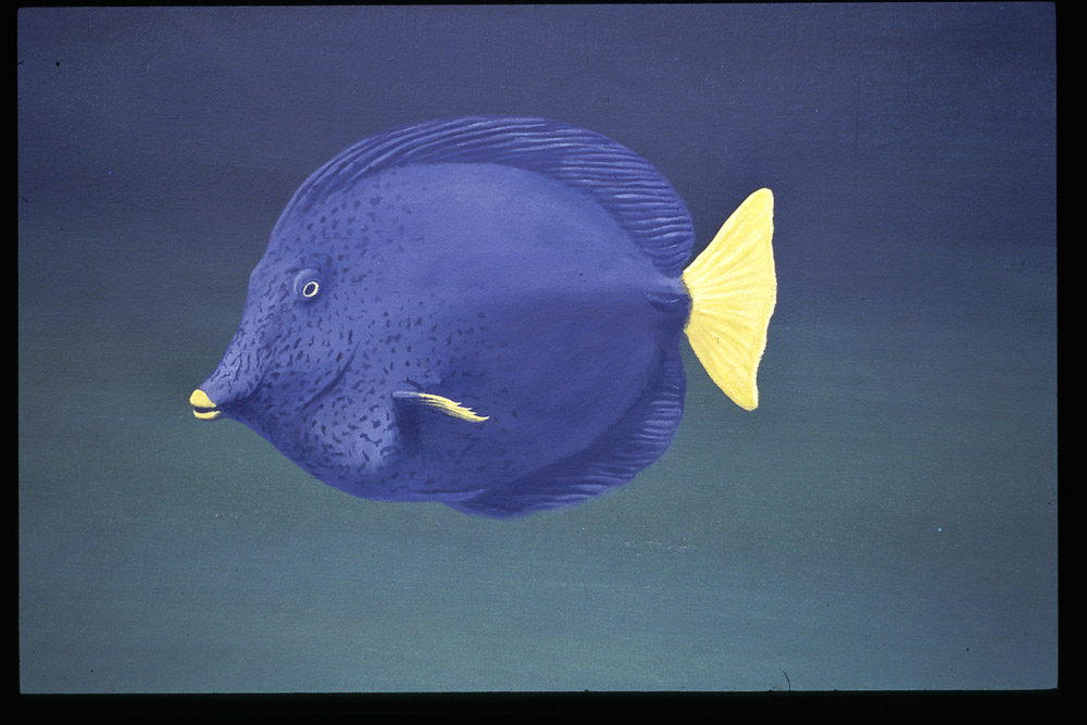 Tang bleu, détail d’un sujet sous-marin.