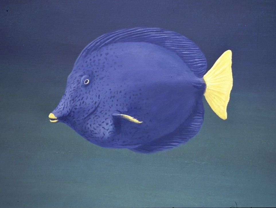 Détail d’un sujet sous marin, le Tang bleu