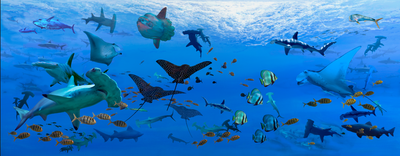 Fond sous-marin panoramique créé pour Nausicaa Plus de précisions sur la création du paysage sous-marin de Nausicaa. Du paysage sous-marin au paysage terrestre , il n’y a qu’un pas… Découvrir les anamorphoses…